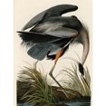 thumbnail image 1 of Audubon Birds Great Blue Heron Painting Extra Large XL Wall Art Poster Print, 1 of 3