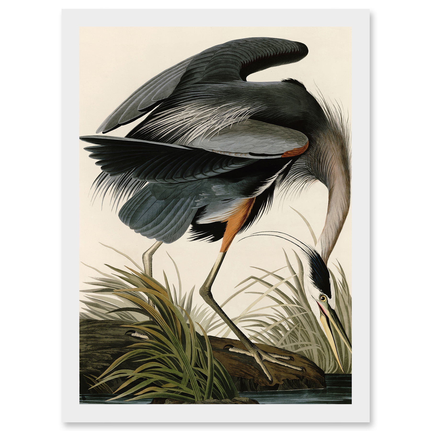Audubon Birds Great Blue Heron Painting Nature Animals Artwork Framed ...