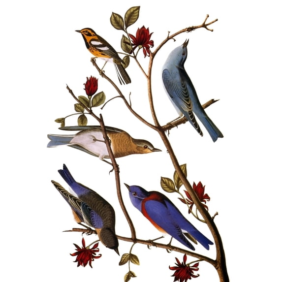 Audubon Bluebirds. Nfrom Top Townsend'S Warbler Mountain Bluebird Western Bluebird From John James Audubon'S 'The