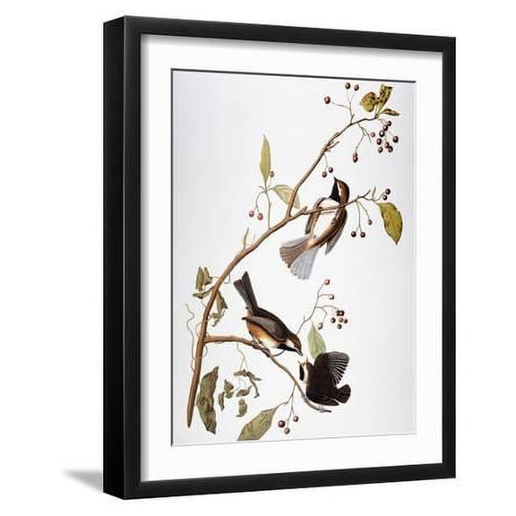 Audubon: Chickadee, Framed Art Print Wall Art by John James Audubon Sold by Art.Com