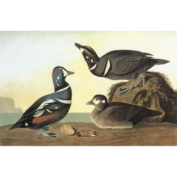 Audubon Duck. Nharlequin Duck. Engraving After John James Audubon For His 'Birds Of
