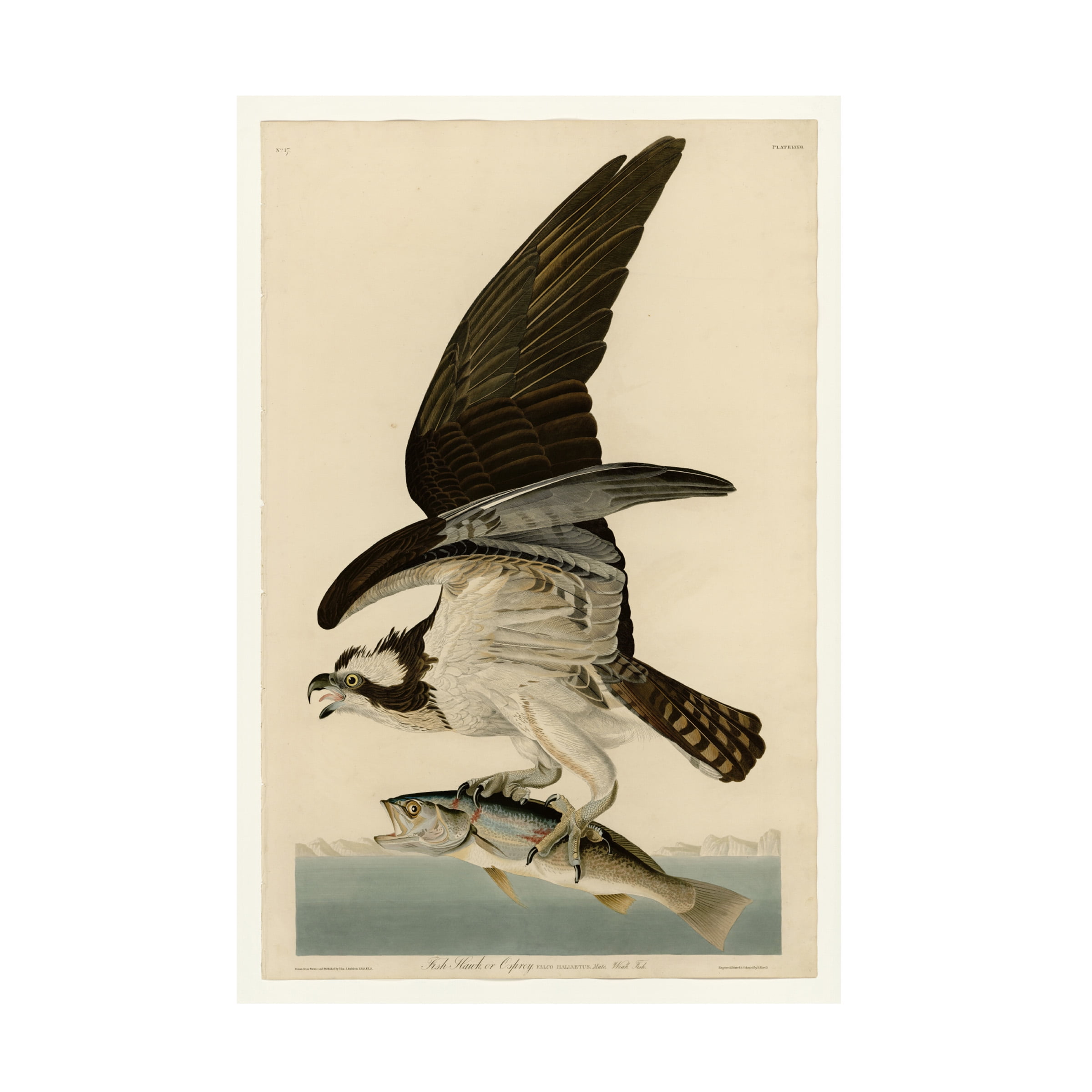 Trademark Fine Art Audubon Fish Hawk Or Osprey Plate 81 Canvas Wall Art - 30x47