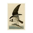 thumbnail image 1 of Trademark Fine Art Audubon Fish Hawk Or Osprey Plate 81 Canvas Wall Art - 12x19, 1 of 5