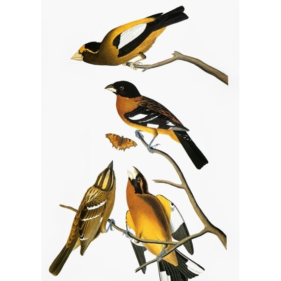 Audubon Grosbeaks. Na Male Evening Grosbeak Top And