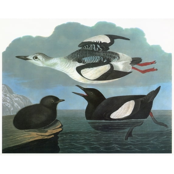 Audubon Guillemot. Nblack Guillemot. Engraving After John James Audubon For His 'Birds Of America '