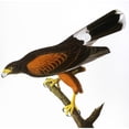 thumbnail image 1 of Audubon Hawk. Nharris' Or Louisiana Hawk. Colored Engraving From John James Audubon'S 'The, 1 of 1