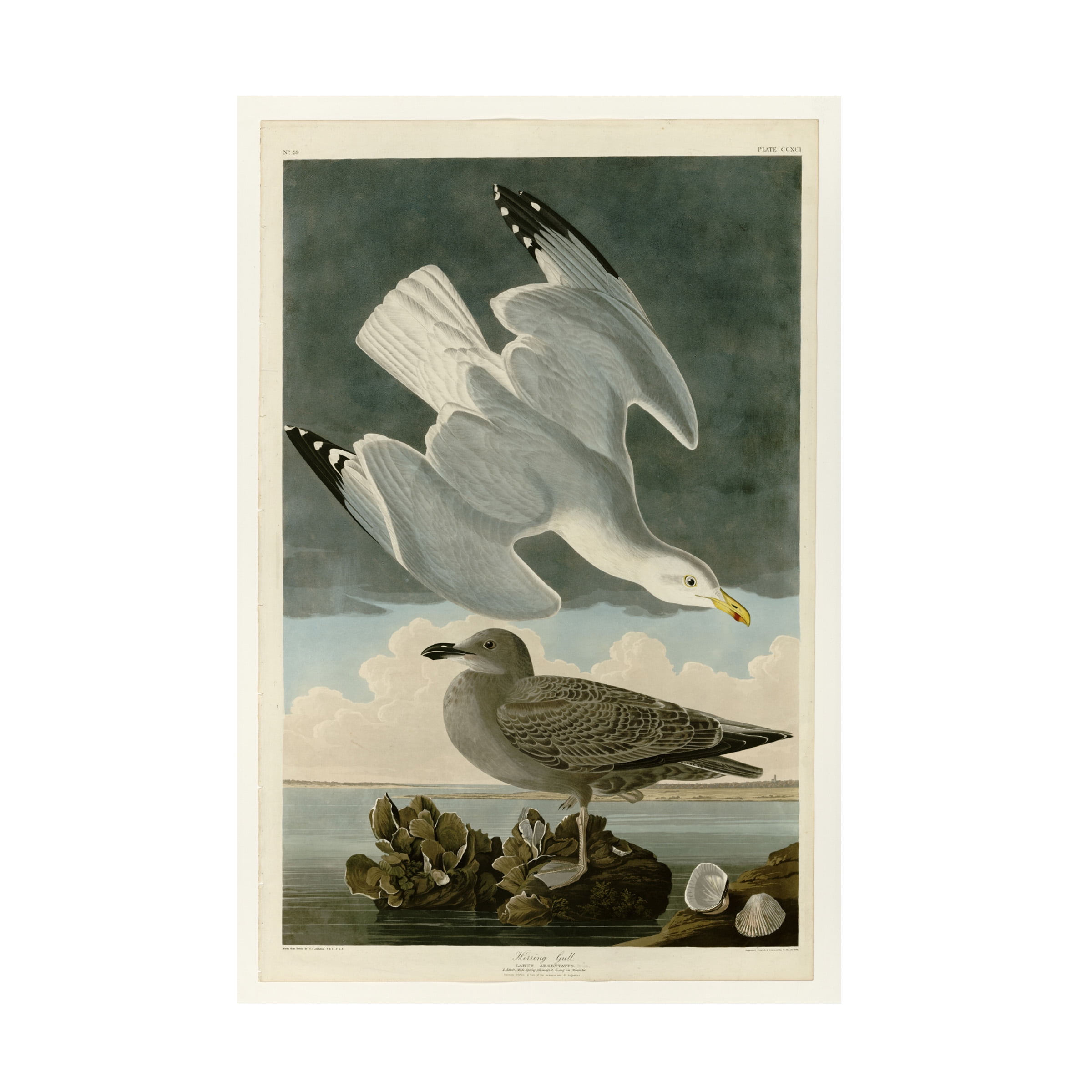 Audubon 'Herring Gullplate 291' Canvas Art