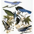 thumbnail image 1 of Audubon Jay And Magpie. Nscrub Jay Steller'S Jay Yellow-Billed Magpie, 1 of 1