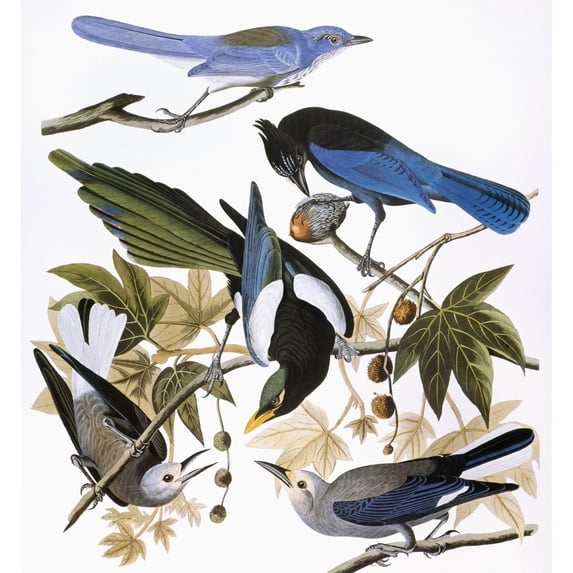 Audubon Jay And Magpie. Nscrub Jay Steller'S Jay Yellow-Billed Magpie