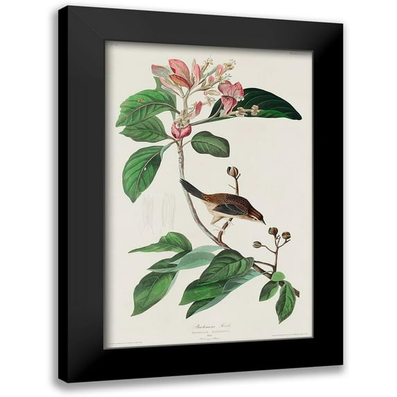 Audubon, John James 10x14 Black Modern Framed Museum Art Print Titled - Bachmans Finch