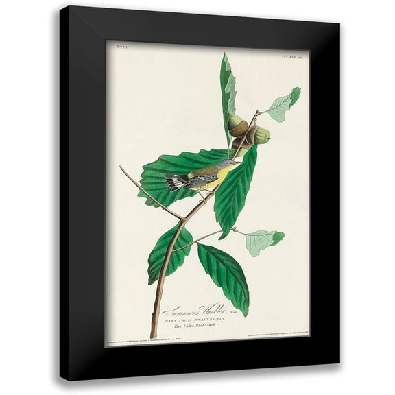 Audubon, John James 10x14 Black Modern Framed Museum Art Print Titled - Black and Yellow Warbler