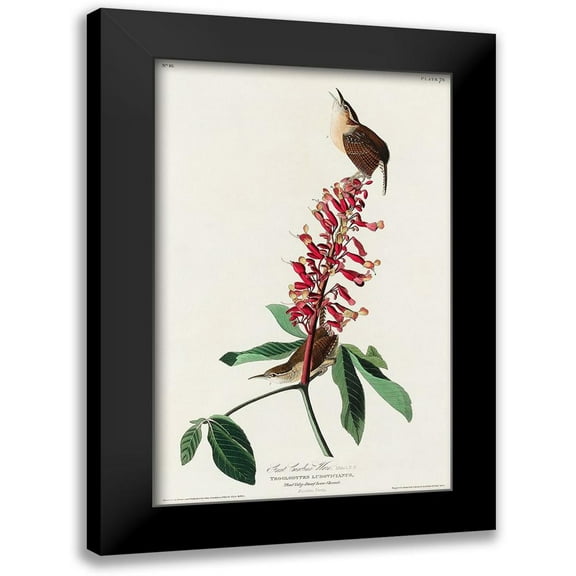 Audubon, John James 10x14 Black Modern Framed Museum Art Print Titled - Great Carolina Wren