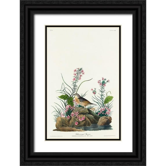 Audubon, John James 10x14 Black Ornate Wood Framed with Double Matting Museum Art Print Titled - Yellow-winged Sparrow