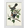 thumbnail image 1 of Audubon, John James 10x14 White Modern Wood Framed Museum Art Print Titled - Cat Bird, 1 of 4