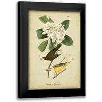 Audubon, John James 11x14 Black Modern Framed Museum Art Print Titled - Audubon Canada Flycatcher