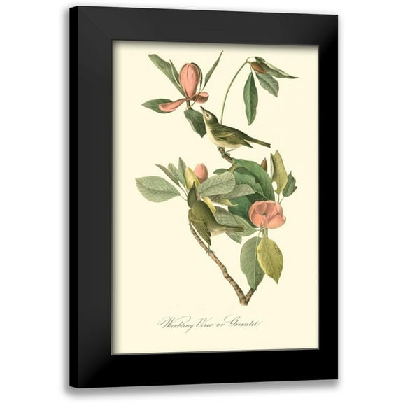 Audubon, John James 11x14 Black Modern Framed Museum Art Print Titled - Audubons Vireo