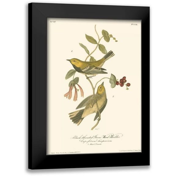 Audubon, John James 11x14 Black Modern Framed Museum Art Print Titled - Black-throated Green Wood Warbler