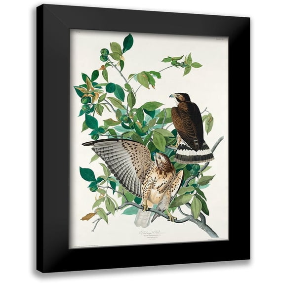 Audubon, John James 11x14 Black Modern Framed Museum Art Print Titled - Broad-winged Hawk