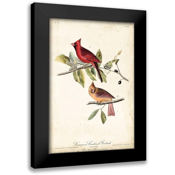 Audubon, John James 11x14 Black Modern Framed Museum Art Print Titled - Common Cardinal Grosbeak