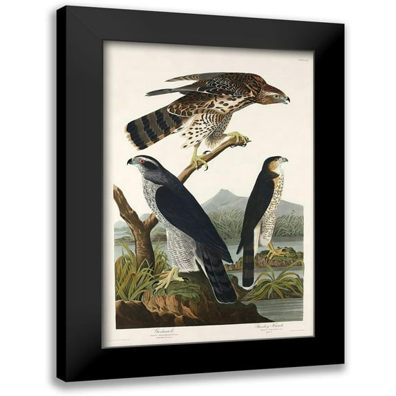 Audubon, John James 11x14 Black Modern Framed Museum Art Print Titled - Goshawk and Stanley Hawk