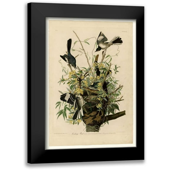 Audubon, John James 11x14 Black Modern Framed Museum Art Print Titled - Mocking Bird