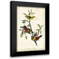 Audubon, John James 11x14 Black Modern Framed Museum Art Print Titled - Painted Bunting