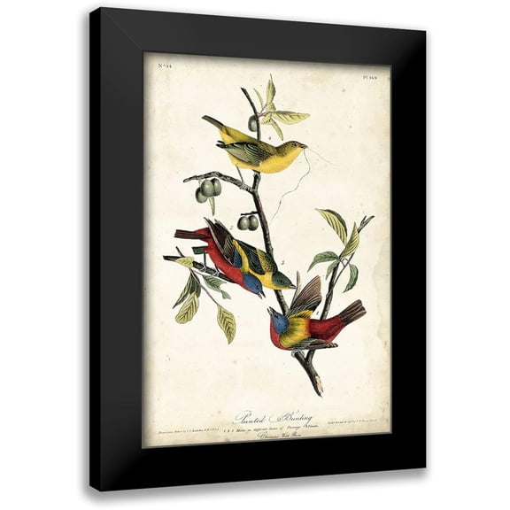 Audubon, John James 11x14 Black Modern Framed Museum Art Print Titled - Painted Bunting