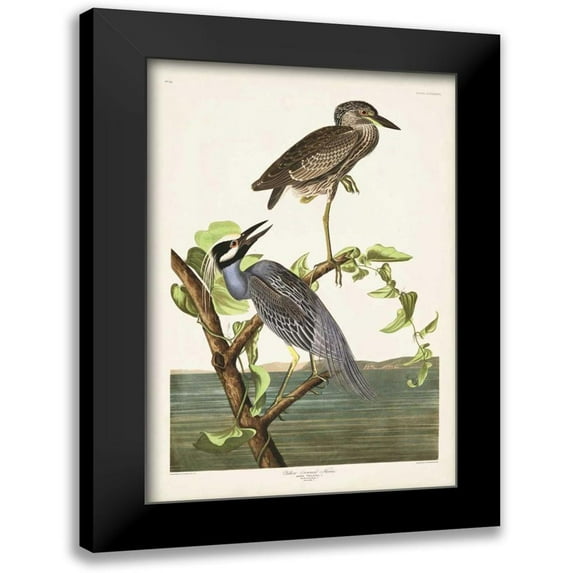 Audubon, John James 11x14 Black Modern Framed Museum Art Print Titled - Pl 336 Yellow-crowned Heron