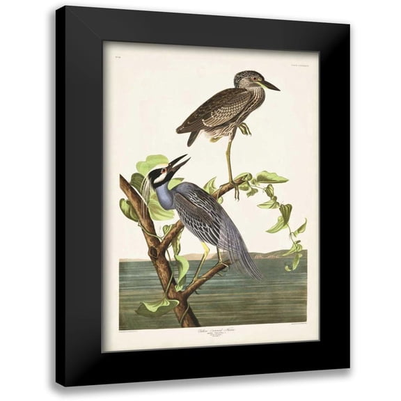 Audubon, John James 11x14 Black Modern Framed Museum Art Print Titled - Pl 336 Yellow-crowned Heron