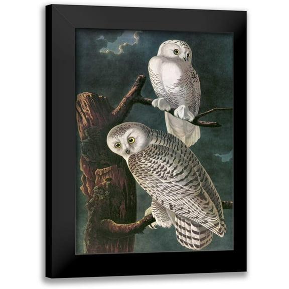 Audubon, John James 11x14 Black Modern Framed Museum Art Print Titled - Snowy Owl