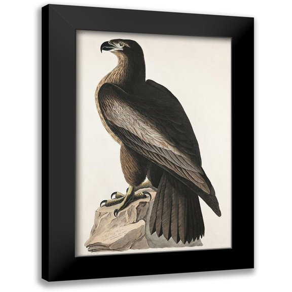 Audubon, John James 11x14 Black Modern Framed Museum Art Print Titled - The Bird of Washington or Great American Sea Eagle
