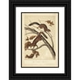 thumbnail image 1 of Audubon, John James 11x14 Black Ornate Wood Framed with Double Matting Museum Art Print Titled - Audubon Squirrel III, 1 of 4