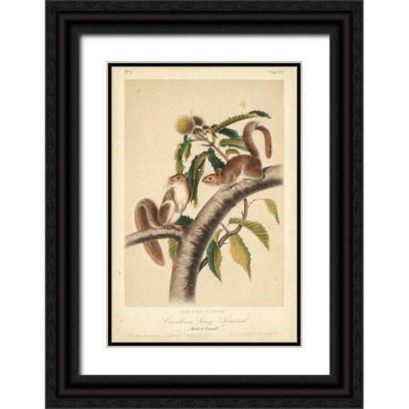 Audubon, John James 11x14 Black Ornate Wood Framed with Double Matting Museum Art Print Titled - Audubon Squirrel I
