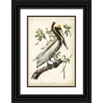 thumbnail image 1 of Audubon, John James 11x14 Black Ornate Wood Framed with Double Matting Museum Art Print Titled - Brown Pelican, 1 of 4