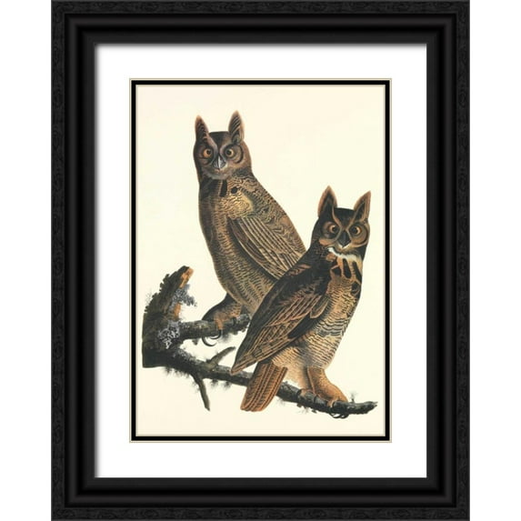 Audubon, John James 11x14 Black Ornate Wood Framed with Double Matting Museum Art Print Titled - Great Horned Owl