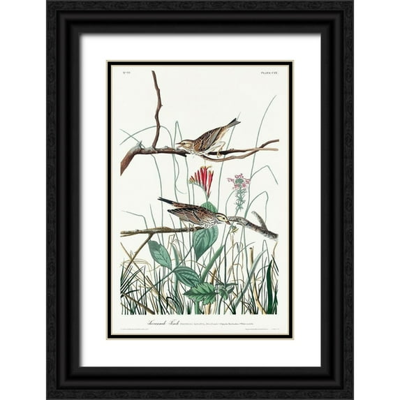 Audubon, John James 11x14 Black Ornate Wood Framed with Double Matting Museum Art Print Titled - Savannah Finch