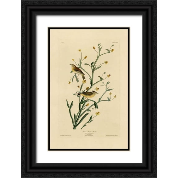 Audubon, John James 11x14 Black Ornate Wood Framed with Double Matting Museum Art Print Titled - Yellow Red-Poll Warbler