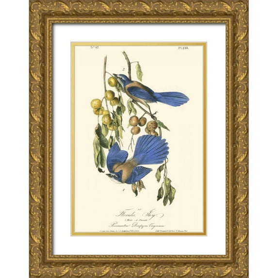 Audubon, John James 11x14 Gold Ornate Wood Framed with Double Matting Museum Art Print Titled - Audubon Florida Jays
