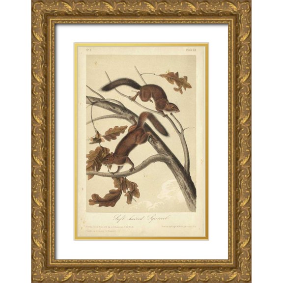 Audubon, John James 11x14 Gold Ornate Wood Framed with Double Matting Museum Art Print Titled - Audubon Squirrel III