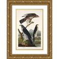 thumbnail image 1 of Audubon, John James 11x14 Gold Ornate Wood Framed with Double Matting Museum Art Print Titled - Goshawk and Stanley Hawk, 1 of 4