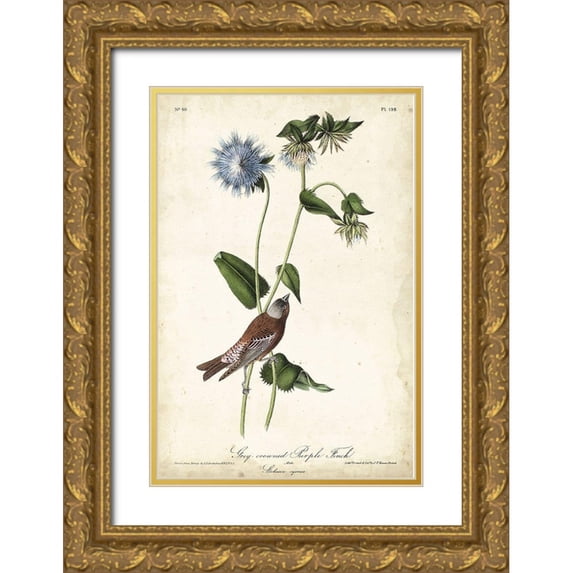 Audubon, John James 11x14 Gold Ornate Wood Framed with Double Matting Museum Art Print Titled - Grey-crowned Purple Finch