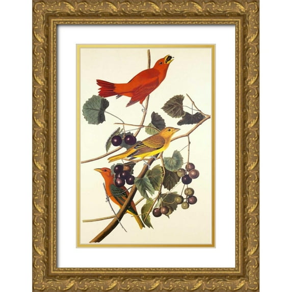 Audubon, John James 11x14 Gold Ornate Wood Framed with Double Matting Museum Art Print Titled - Summer Red Bird