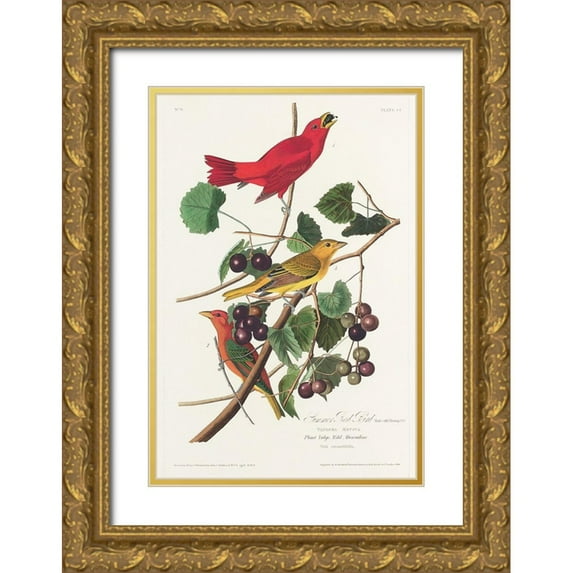 Audubon, John James 11x14 Gold Ornate Wood Framed with Double Matting Museum Art Print Titled - Summer Red Bird