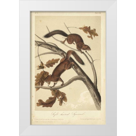 Audubon, John James 11x14 White Modern Wood Framed Museum Art Print Titled - Audubon Squirrel III