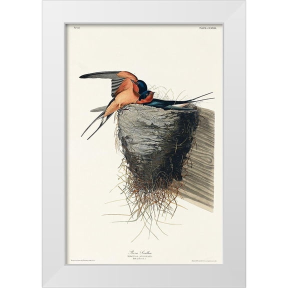 Audubon, John James 11x14 White Modern Wood Framed Museum Art Print Titled - Barn Swallow