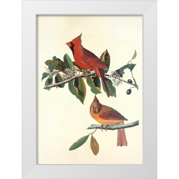Audubon, John James 11x14 White Modern Wood Framed Museum Art Print Titled - Cardinal Grosbeak