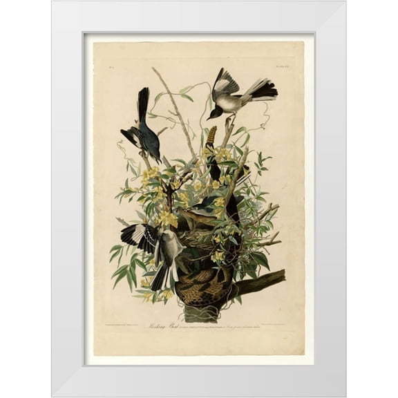 Audubon, John James 11x14 White Modern Wood Framed Museum Art Print Titled - Mocking Bird
