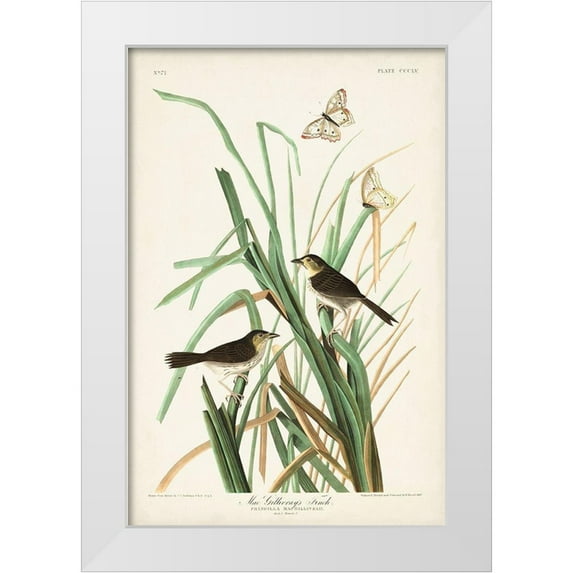 Audubon, John James 11x14 White Modern Wood Framed Museum Art Print Titled - Pl. 355 Mac Gillivrays Finch