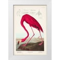 thumbnail image 1 of Audubon, John James 11x14 White Modern Wood Framed Museum Art Print Titled - Pl 431 American Flamingo, 1 of 4