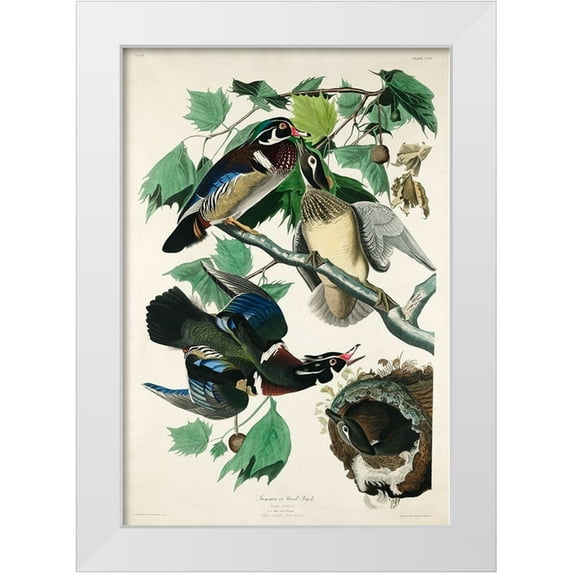 Audubon, John James 11x14 White Modern Wood Framed Museum Art Print Titled - Summer, or Wood Duck